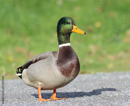 Photography Mallard