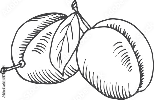 Plum sketch. Garden fruits. Sweet healthy food