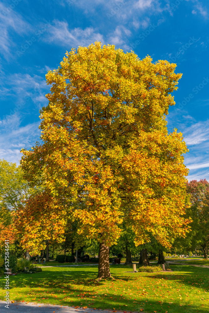 Sunlighted yellow autumn tree in a park