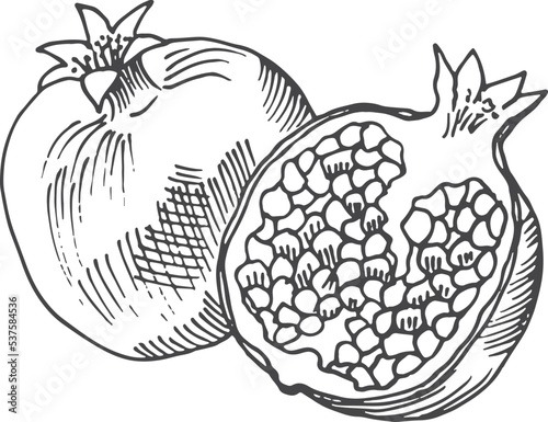 Pomegranate sketch. Whole fruit and half cut in hand drawn style