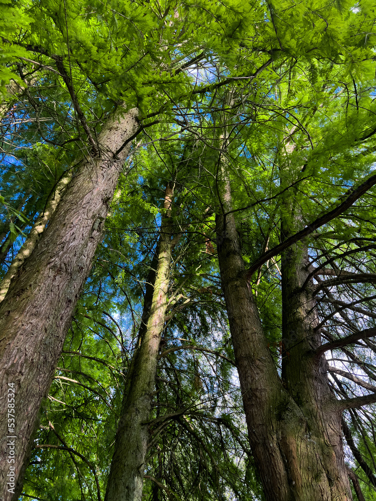 Fototapeta premium Beautiful green forest in summer