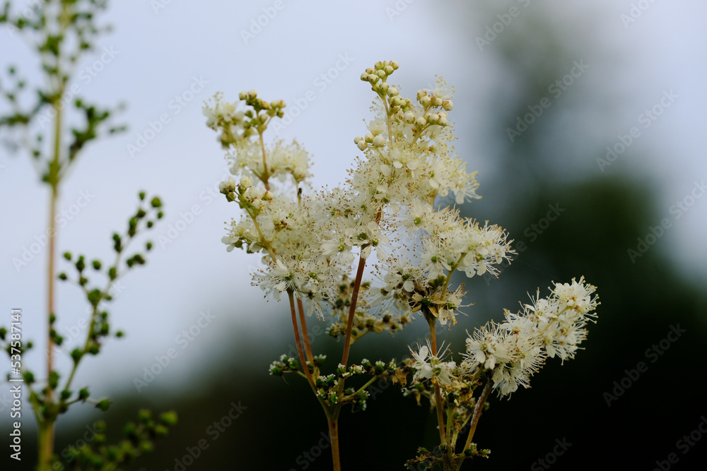 Macro photography of a flower: detail shot of a flower with background blur.
Macro photography of a flower: detail shot of a flower with background blur.