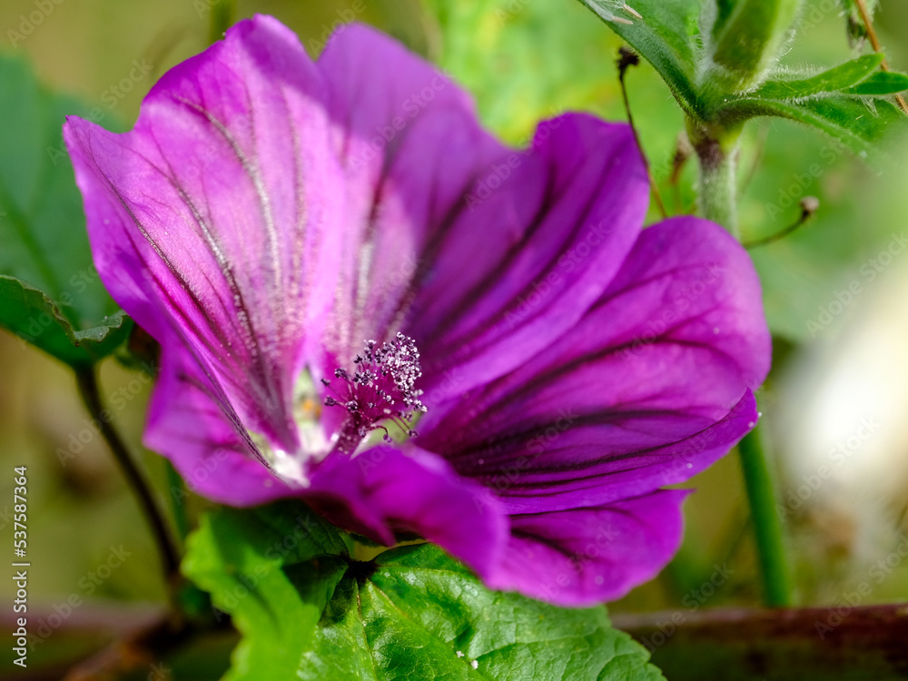 Macro photography of a flower: detail shot of a flower with background blur.
Macro photography of a flower: detail shot of a flower with background blur.