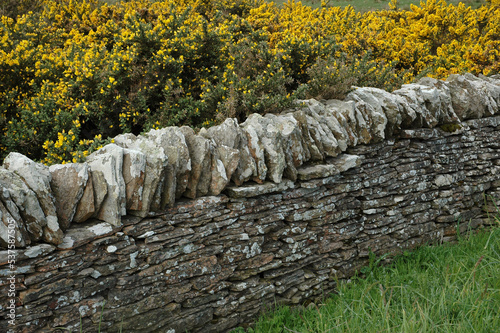 mur des pierres, Ajonc, Ulex europaeus photo