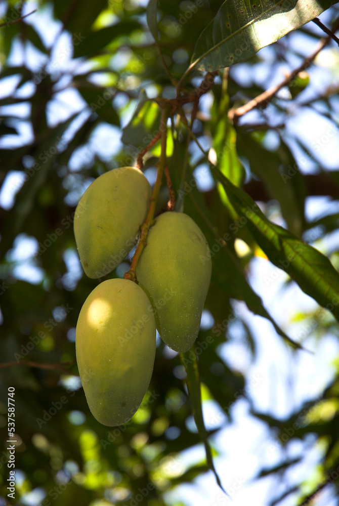 Manguier, Mangifera indica