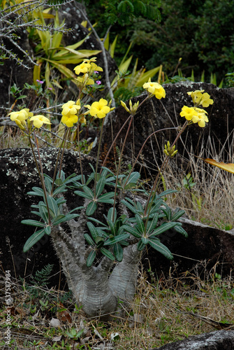 Pachypodium, Pachypodium brevicaule photo