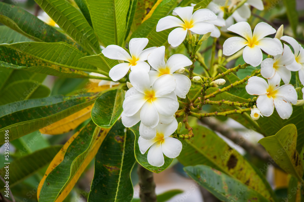 Fototapeta premium White Frangipani flower Plumeria alba with green leaves