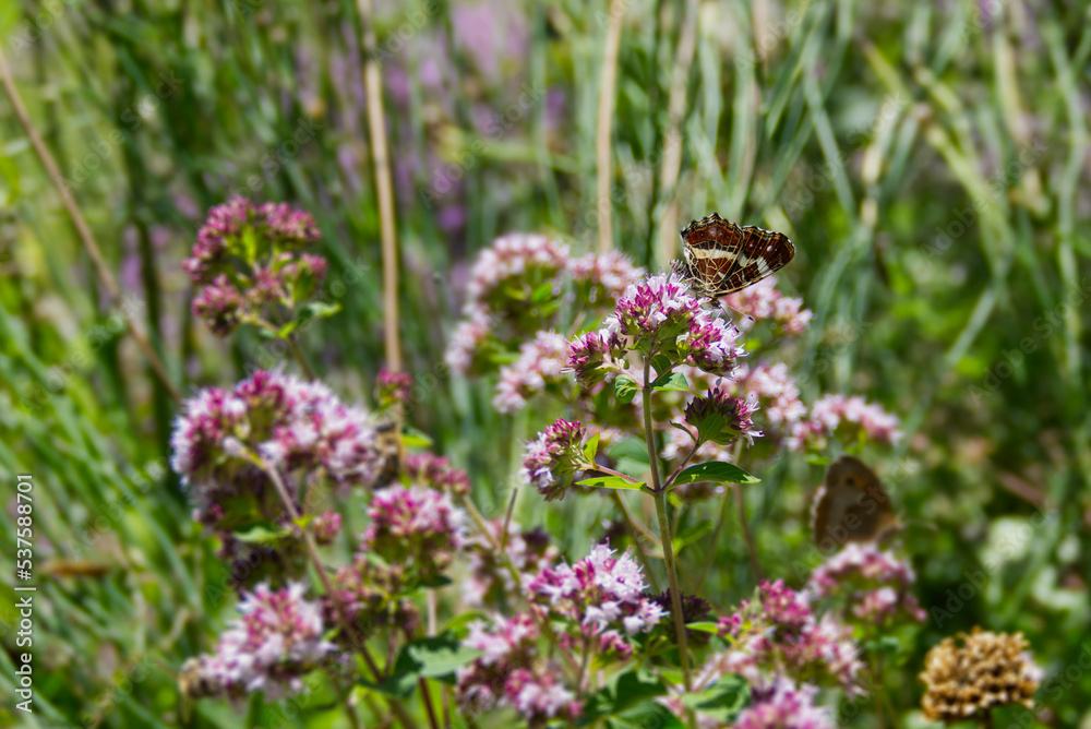 Map butterfly (Araschnia levana) with closed wings sitting on a pink flower in Zurich, Switzerland Map butterfly (Araschnia levana) with closed wings sitting on a pink flower in Zurich, Switzerland