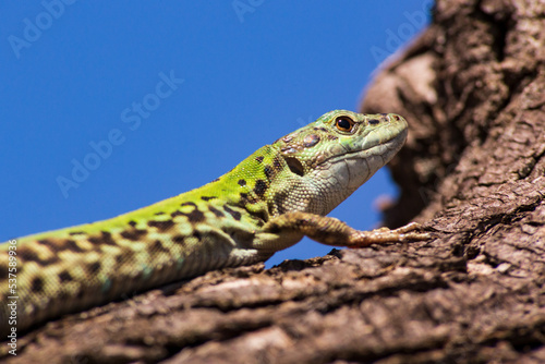 lizard on a tree