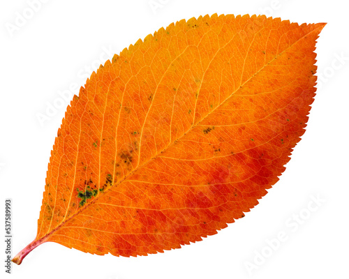 Autumn leaf of chokeberry isolated on a white background, orange fallen leaf.
