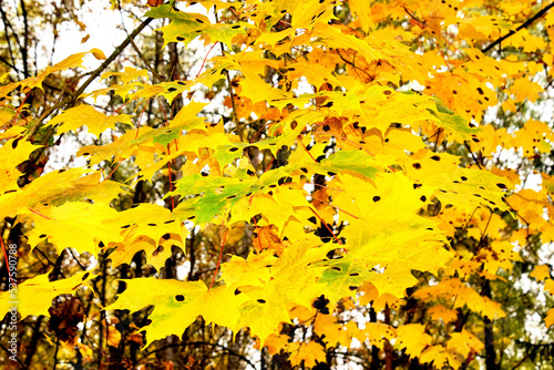 beautiful landscape of yellow maple leaves