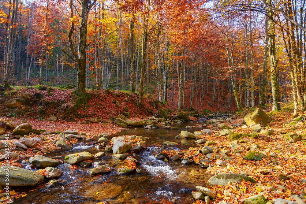 water flow among stones in the forest. beautiful nature scenery in autumn. trees in fall colors on a sunny day