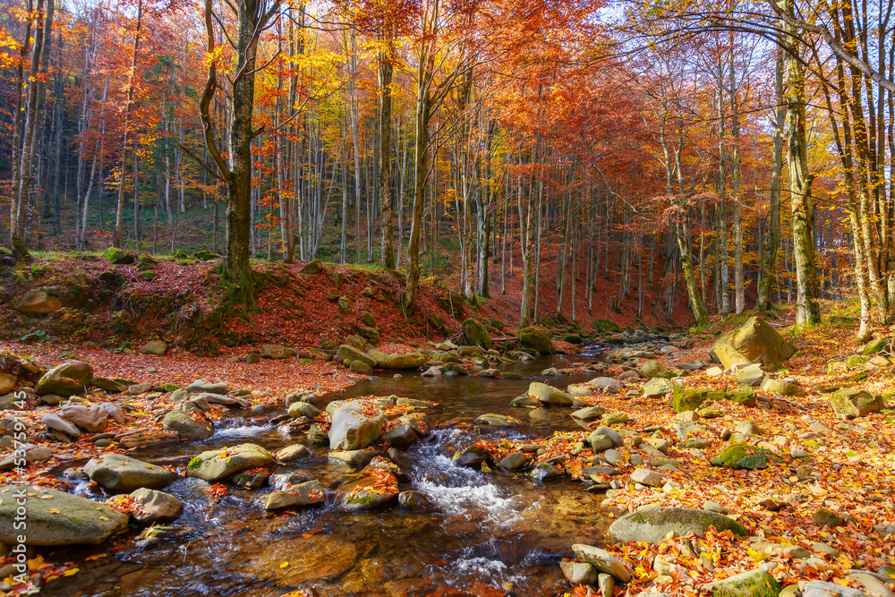 water flow among stones in the forest. beautiful nature scenery in autumn. trees in fall colors on a sunny day water flow among stones in the forest. beautiful nature scenery in autumn. trees in fall colors on a sunny day