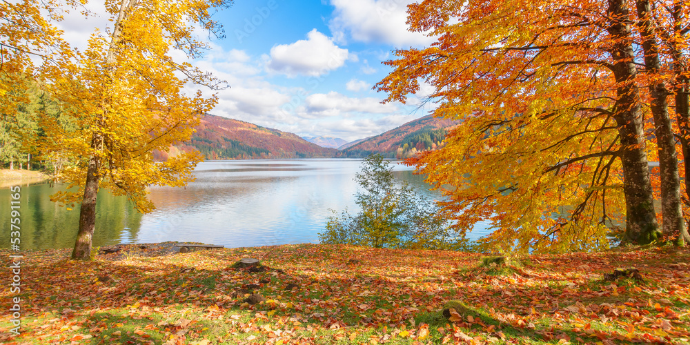 countryside scenery at the lake in autumn. forest in fall colors on the shore covered in fallen foliage. wonderful mountain landscape on a sunny afternoon with clouds and sky reflecting in the water