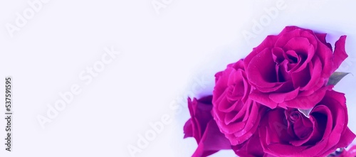 Bright pink roses on a white background. A bright festive bouquet. Background for a greeting card.