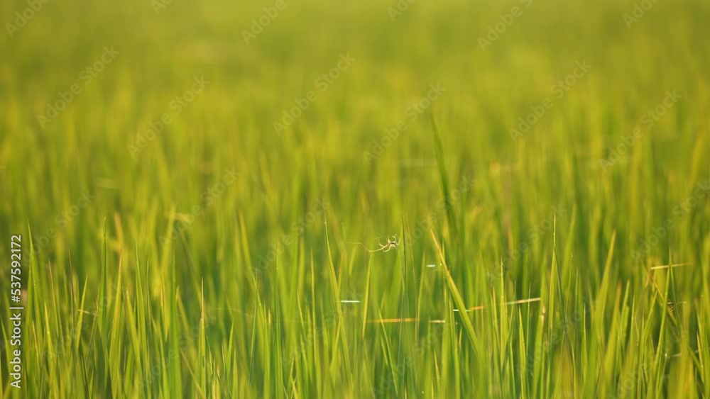 Rice field on sunny in countryside of beautiful nature, orgainc plantation in rural Rice field on sunny in countryside of beautiful nature, orgainc plantation in rural