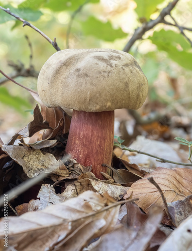 Close up of Boletus Calopus , an inedible mushroom, in the natural environment. photo