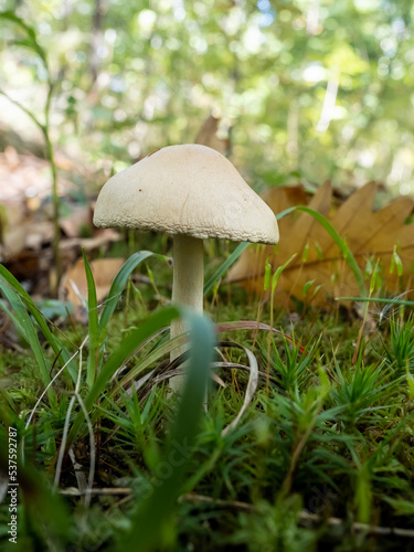 Wild mushroom in the deep forest. 