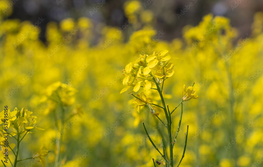 Closeup of Mustard Seed Plants with Flower with Selective Focus in Horizontal Orientation, Mustard Field Closeup of Mustard Seed Plants with Flower with Selective Focus in Horizontal Orientation, Mustard Field