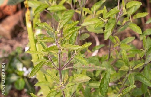Wallpaper Mural Closeup of Holy Basil or Tulsi Plant with Leaves with Selective Focus in Horizontal Orientation Torontodigital.ca