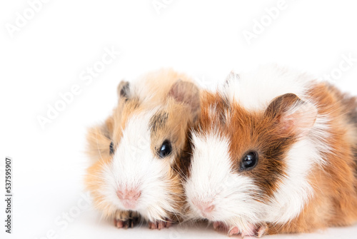 guinea pigs in front of white background