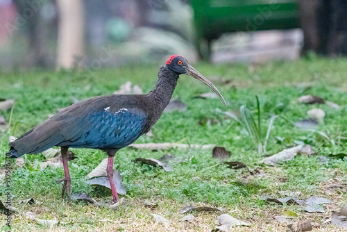 A Red Napped Ibis walking on grassland for food