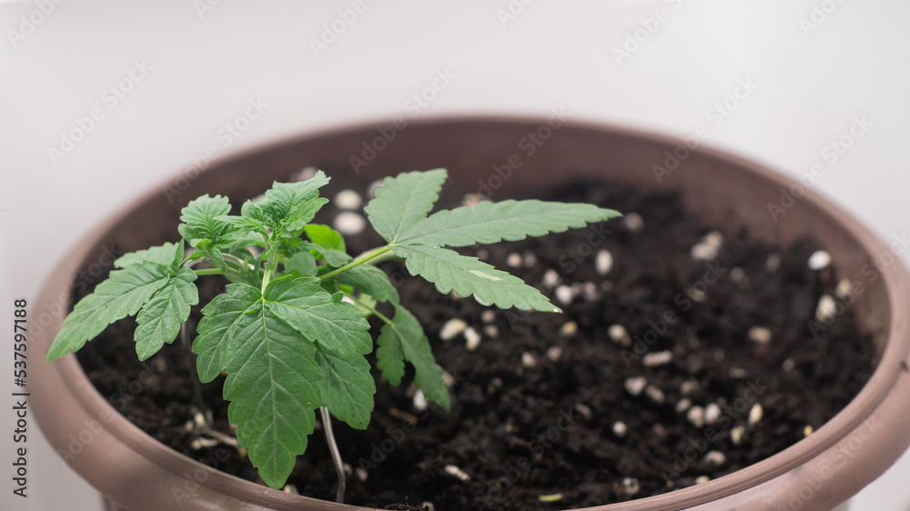 Potted cannabis seedlings are trained by bending the branches to expose the stems. to branch out Potted cannabis seedlings are trained by bending the branches to expose the stems. to branch out