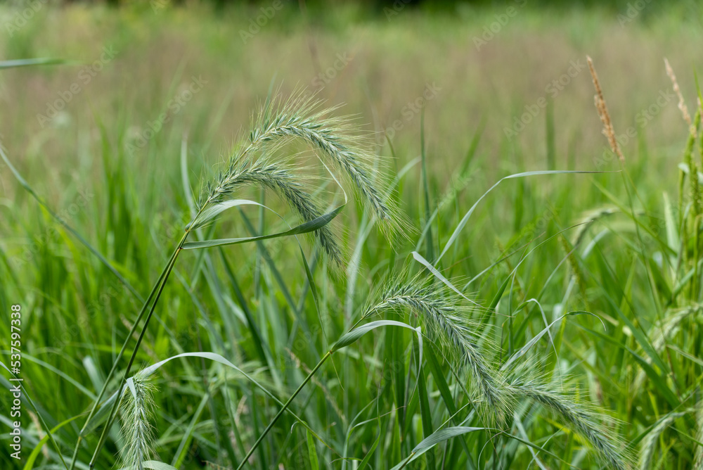 Canada Wild Rye Growing In The Field In July