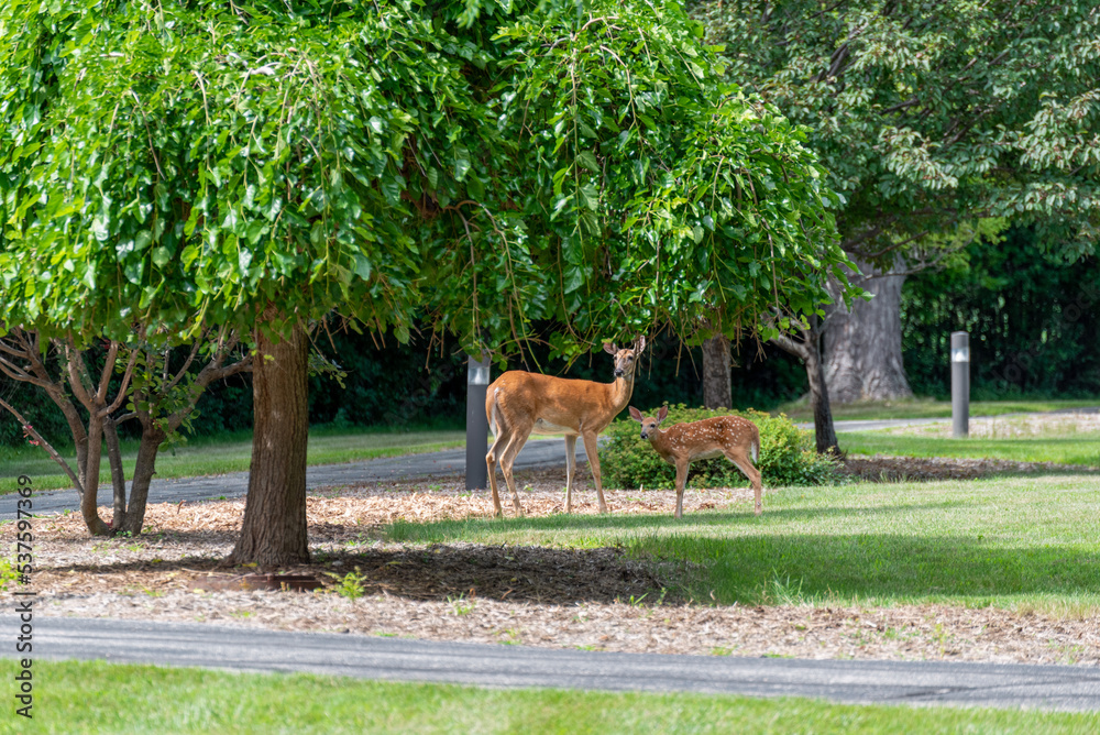Mother Deer And Fawn In An Urban Setting
