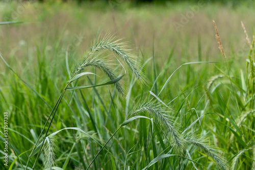 Obraz na płótnie Canada Wild Rye Growing In The Field In July w salonie