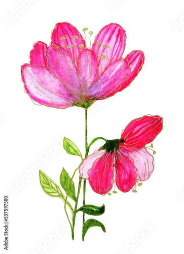 Fototapeta Naklejka Na Ścianę i Meble -  Fiori rosa e dorati, acquerello isolato su sfondo bianco