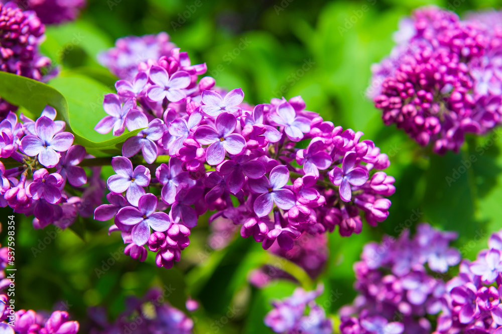 Branches of blooming purple flowers of lilac in sunny spring day Branches of blooming purple flowers of lilac in sunny spring day