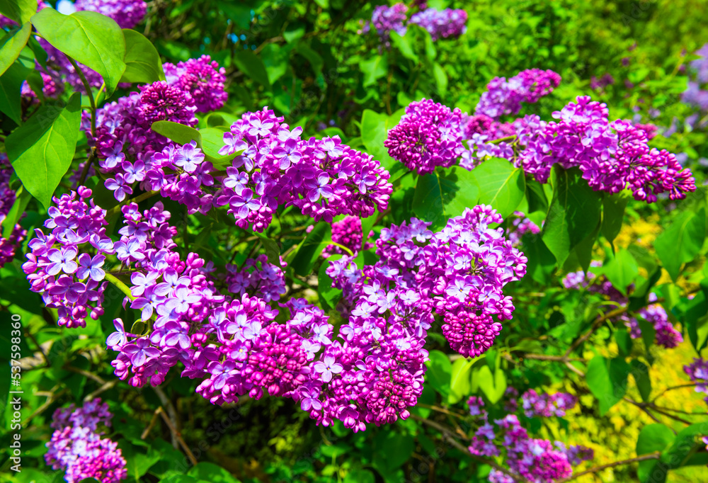 Branches of blooming purple flowers of lilac in sunny spring day Branches of blooming purple flowers of lilac in sunny spring day