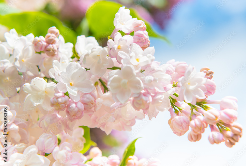 Branches of blooming lilac; pink flowers in sunny spring day Branches of blooming lilac; pink flowers in sunny spring day