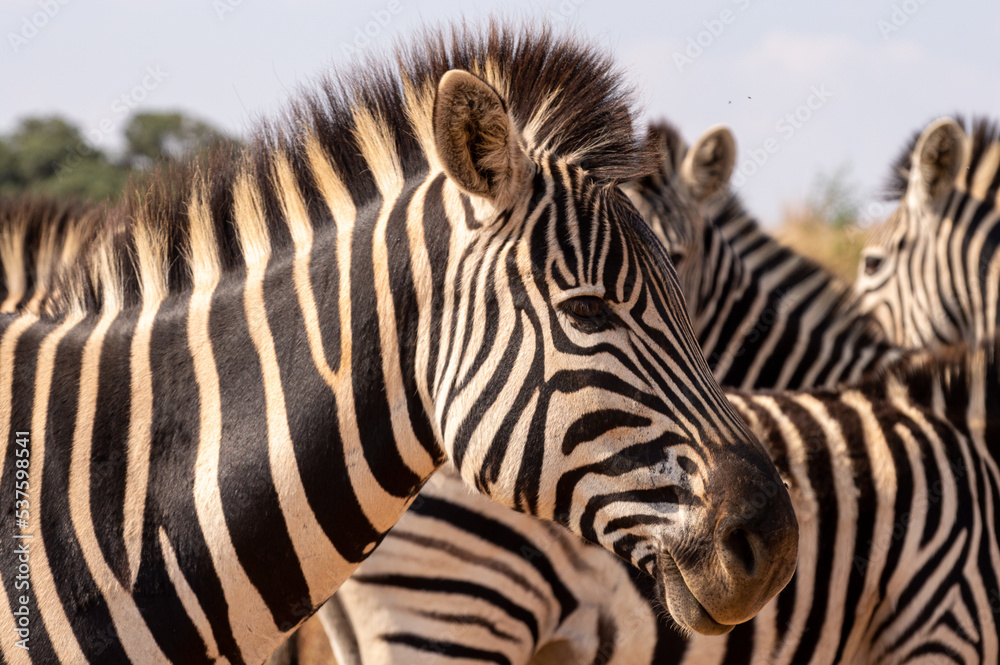 A small herd of zebra standing together and displaying their striking patterns A small herd of zebra standing together and displaying their striking patterns