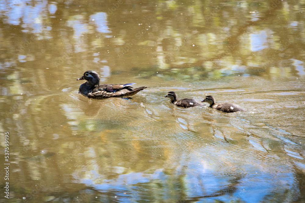 Mother Mallard duck and ducklings swimming in a pond at Roswell Park in Roswell Georgia. Mother Mallard duck and ducklings swimming in a pond at Roswell Park in Roswell Georgia.