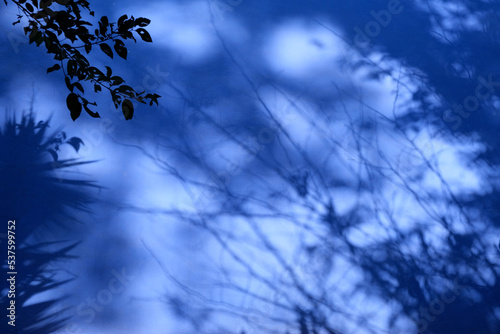 Abstract leaves shadow background on concrete wall texture  nature art on wall  purple color