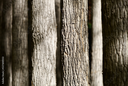 Close-up of straight Pamir poplar trunks. High contrast close-up of brightly sunlit trees trunks with shadows. Poplar bark texture close up. Selective focus on tree trunks standing one by one.