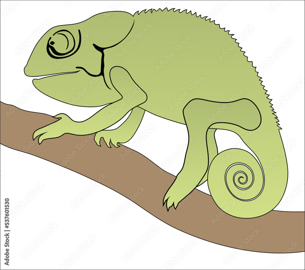 Fototapeta premium chameleon on a branch