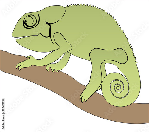 chameleon on a branch