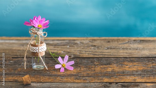 Lovely decoration from pink cosmea flowers and a little glass on rustic wooden table in front aof a turquoise background photo