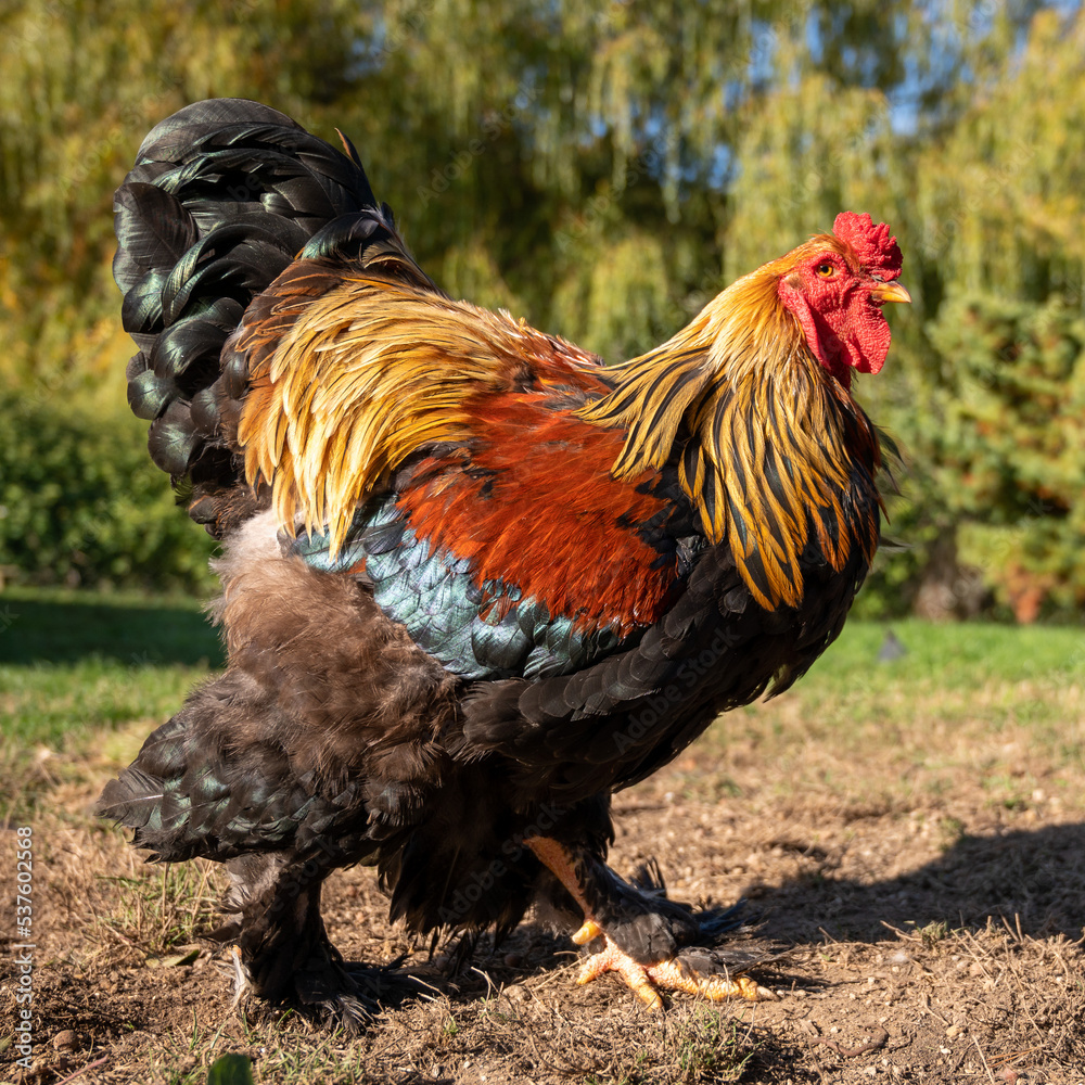 Fototapeta premium coq brahma de race géante