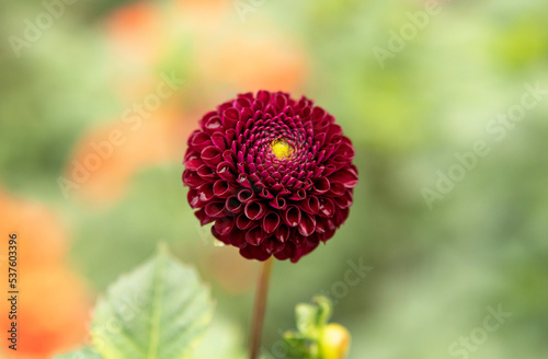 pink dahlia flowers in the garden