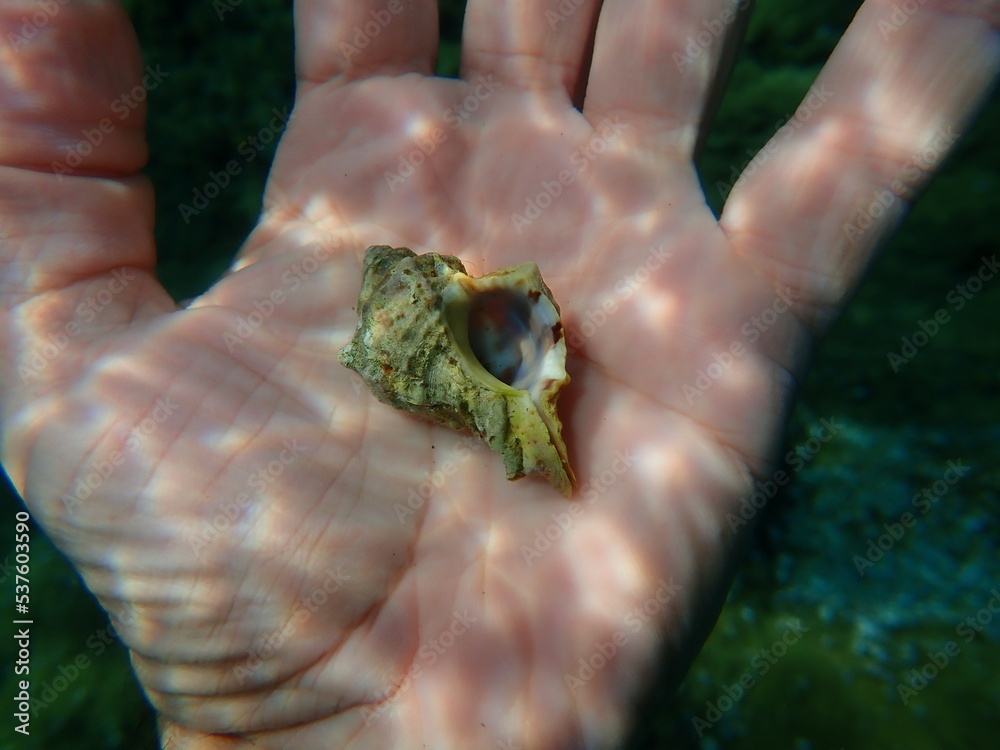 Seashell of sea snail banded dye-murex (Hexaplex trunculus) on the hand of a diver, Aegean Sea, Greece, Halkidiki