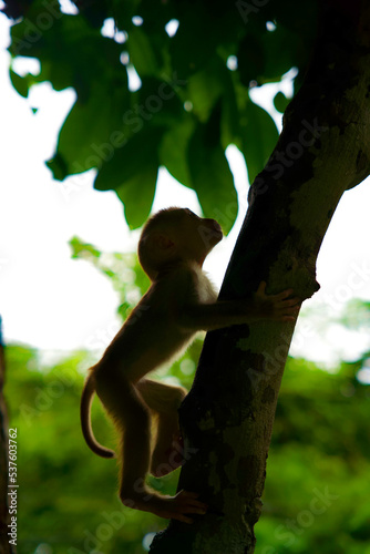 a monkey climbing a tree 