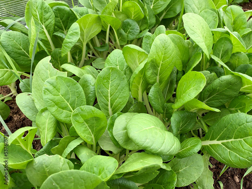 Organic Bok Choy plants with green leaves growing in vegetable garden, growing fresh vegetsbles as a hobby