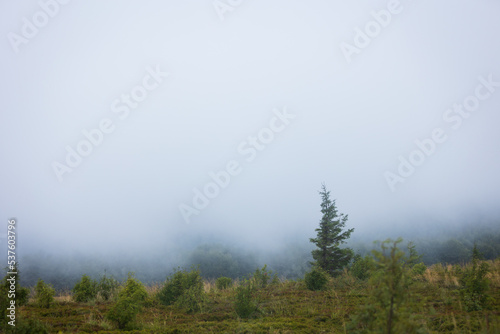 Bieszczady meadows covered with fog