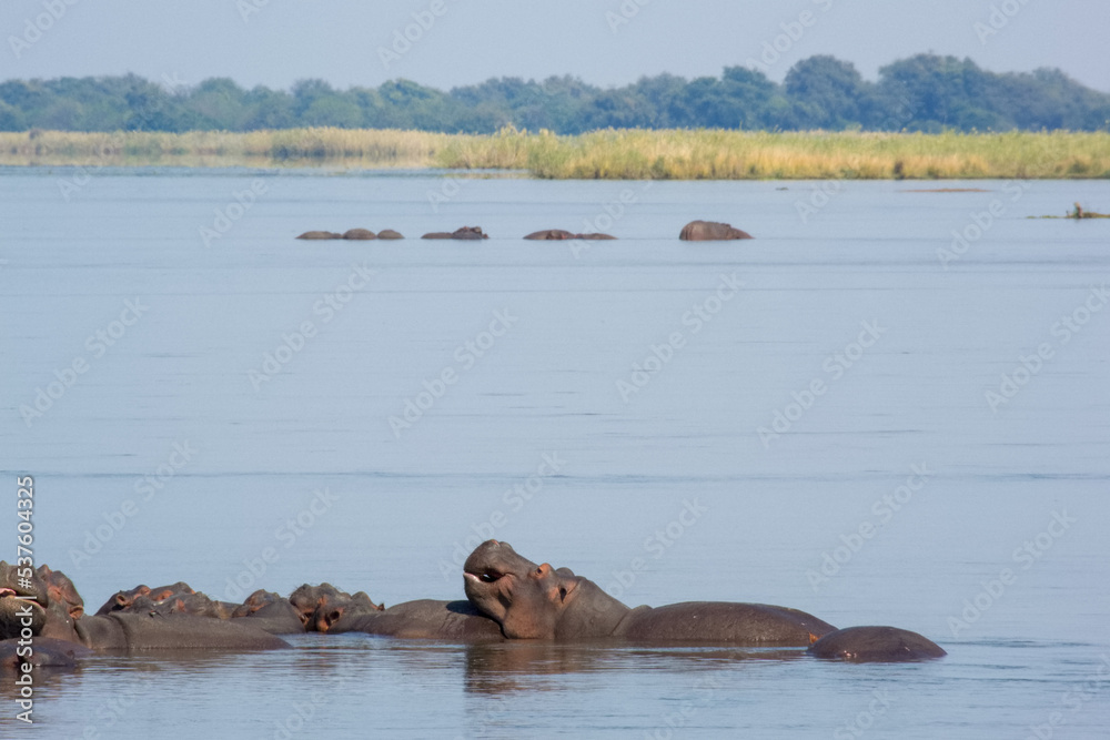 Fototapeta premium Hippopotamus in Zambezi River, Zambia