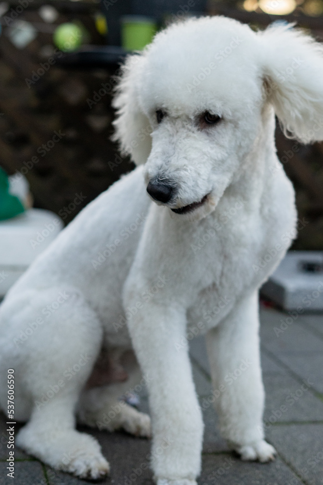Weißer Großpudel