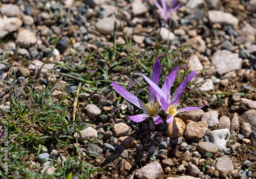 detailed closeup of Pyrenean Merendera, Colchicum montanum, in flower in autumn in the Spanish Pyrenees photo